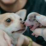 бременност при кучетата