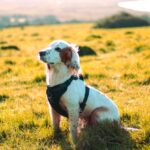 кокер шпаньол - породи кучета
