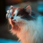 персийска котка
