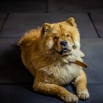 чау чау - порода кучета
